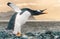 funny gentoo penguin (Pygoscelis papua) stretches its open beak forward and its wings up in the air