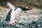 funny gentoo penguin (Pygoscelis papua) stretches its open beak forward and its wings up in the air