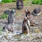 Funny Gentoo penguins at Beagle Channel in Patagonia, Tierra del