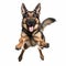 Funny German Shepherd Dog Leaping With Happy Face