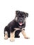 Funny German Shepherd puppy