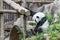 Funny Giant Panda