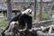 Funny Giant Panda in China