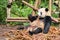 Funny giant panda eating bamboo. Amazing wild animal in forest