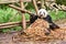 Funny giant panda eating bamboo and looking at the camera