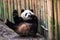 Funny giant panda waiving