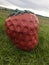 Funny giant strawberry sculpture in the fields