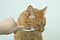 Funny ginger cat getting her teeth brushed by her owner.