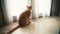 A funny ginger cat sits on the floor next to a window and curtains