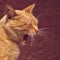 Funny ginger cat widely yawns, portrait in profile closeup