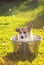 Funny ginger Corgi dog puppy sitting in a soapy suds trough outside in summer warm Sunny garden