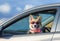 funny ginger Corgi dog puppy in sunglasses and headscarf leaned out the car window on the road during the trip and took out