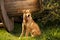 Funny Ginger Dog Sits on Grass Outdoor