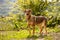 Funny Ginger Dog Stands on Grass Outdoor