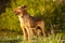 Funny Ginger Dog Stands on Grass Outdoor