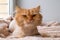 Funny ginger long-haired cat groomed with haircut is lying under a soft pink blanket.