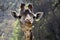 Funny giraffe