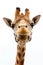 Funny Giraffe