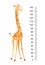 Funny giraffe. Cheerful funny giraffe with long neck. Giraffe meter wall or height chart or wall sticker. Illustration