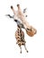 Funny giraffe closeup portrait isolated