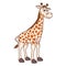 Funny giraffe. Cute Young Giraffe isolated on white background. Zoo animal cartoon character. Education card for kids