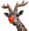 Funny giraffe face dressed as Santa Claus\' red nosed reindeer for Christmas