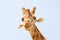 Funny giraffe faces in captivity