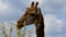 A funny Giraffe feeding against blue sky. Overkill Ruminant animals in wild