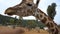 Funny Giraffe head portrait shot. The giraffe ungulate mammal, the tallest living terrestrial animal and the largest