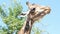 Funny giraffe in national park