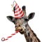 Funny giraffe party animal making a silly face and blowing a noisemaker