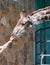 A funny giraffe takes a treat with his lips from the hands of a child, which is supported by the hand of his mother.