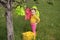 A funny girl with pigtails helps her mother hang wet clothes after laundry on a clothesline in the fresh air in the garden.