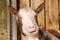 Funny goat