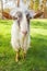 Funny goat