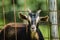 Funny Goat with brown and white fair, sticks head through fence on sunny summer day