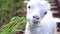Funny goat on the farm. Adult white goat grazes in a meadow and eats grass