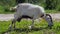 Funny goat grazes on a farm eating grass, medium shot