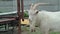 Funny goat HD