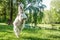 Funny goat portrait animal photography rearing pose on hind legs in park nature outdoor environment