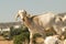 Funny goat portrait on a pile of rocks on a sunny day.