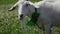 Funny Goat in a red cap and green butterfly on her neck eating grass