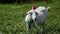 Funny Goat in a red cap and green butterfly on her neck grazing in a field