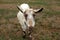 Funny goat smiles and looks at the camera on the field. Place for text, calendar, poster