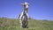 Funny Goat Waving Head Standing In Meadow. 