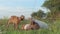 funny goats family grazing at pasture at evening . summer. rural life.