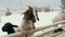 Funny goats at a livestock farm, begs for food under the snow, zoo in the mountains.