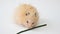 Funny golden brown hamster eat a green onion on white background. Popular small pet, rodent, mouse, mammal, Syrian