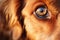 Funny golden retriever, close up eye