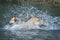 Funny golden retriever dog runs free jumping and diving into the water and making many sketches